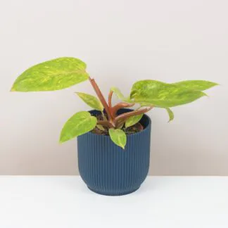 Pokojové rostliny, řasokoule a příslušenství philodendron painted lady raritní vzácná plantize