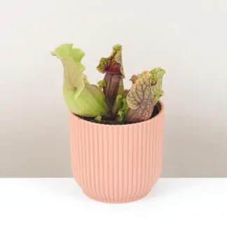 Fascinující masožravky: Cephalotus follicularis a Dionaea muscipula Red Burgundy saracenia purpurea venosa masozrava rostlina mucholapka masozravka plantizia