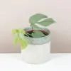 Amydrium medium silver (Spiderman Monstera) Amydrium medium silver spiderman monstera pokojová rostlina