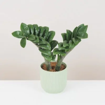 zamioculcas zenzi nenarocná pokojová rostlina plantizia