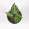 Anthurium crystallinum ‘Silver Blush’ malé anthurium crystallinum silver blush