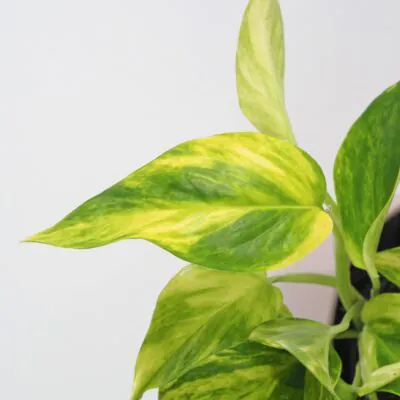 pothos, potosovec zlatý, epipremnum aureum hicolor, divoký jano, divný janko, golden ivy, šplhavník, šplhavnice, táhla rostlina, rostlina do stínu, pokojová rostlina, pokojový květ