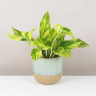 Péče o Epipremnum / Pothos: Tipy i pro začátečníky pothos, potosovec zlatý, epipremnum aureum hicolor, divoký jano, divný janko, golden ivy, šplhavník, šplhavnice, táhla rostlina, rostlina do stínu, pokojová rostlina, pokojový květ