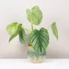 Philodendron mamei ‘Silver Cloud’ philodendron mamei silver cloud