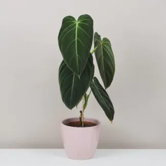 philodendron melanochrysum raritní sběratelská pokojová rostlina