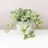 Pothos Epipremnum aureum ‘N-Joy’ velký Pothos Epipremnum aureum 'N-Joy' potosovec panasovaný bílo-zelený tahava pokojová rostlina