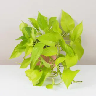 Péče o Epipremnum / Pothos: Tipy i pro začátečníky Pothos Epipremnum aureum 'Neon' potosovec tahava pokojová rostlina