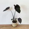 Colocasia ‘Black Magic’ colocasia black magic plantizia Plantizia.cz