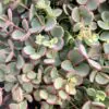 Sedum sieboldii sedum sieboldii plantizia Plantizia.cz