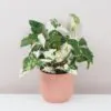 Syngonium podophyllum ‘Albo Variegata’ velké syngonium podophyllum nebo variegata