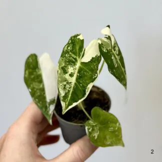 Pokojové rostliny, řasokoule a příslušenství alocasia frydek variegata panasovana