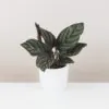 Calathea ornata ‘Sanderiana’ střední Calathea ornata 'Sanderiana' pokojová rostlina