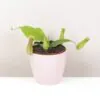 Masožravá rostlina Nepenthes masozrava rostlina nepenthes masozravka