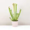 Masožravá rostlina Sarracenia masozrava rostlina zracení masozravka