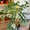 Monstera deliciosa ‘Albo-Variegata’ na tyči monstera deliciosa nebo variegata panasovaná monstera bílá vzácná pokojová rostlina