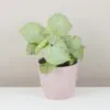 Syngonium ‘Milk Confetti’ syngonium milk confetti