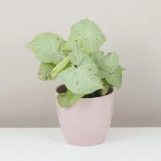 Pokojové rostliny, řasokoule a příslušenství syngonium milk confetti
