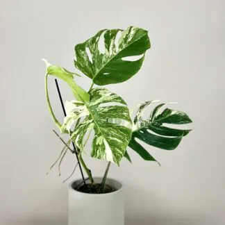 monstera deliciosa albo variegata bila panasovana