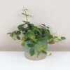 Peperomie angulata střední peperomia angulata pieprovec tahava zelena pokojová rostlina