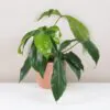 Philodendron 69686 philodendron 69686 raritní filodendron zelená pokojová rostlina