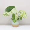 Alocasia macrorrhiza variegata Alocasia macrorrhiza variegata raritní pokojové rostliny