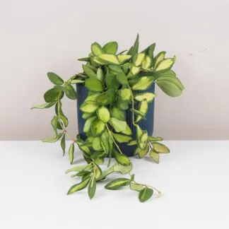 Hoya / Voskovka: Péče, množení, tipy DS70 Hoya Burtoniae variegata voskovka táhne nenarocná pokojová rostlina