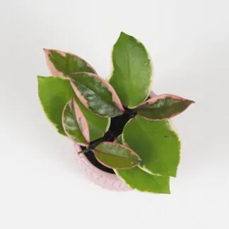 hoya carnosa Flamingo Dream voskovka
