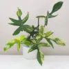 Philodendron ‘Florida Beauty’ velký philodendron florida Beauty raritní pokojová rostlina filodendron panasovany