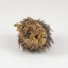 Selaginella lepidophylla ruza z jericha