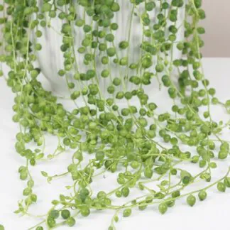 Starcek Senecio rowleyanus string of pearls plantizia