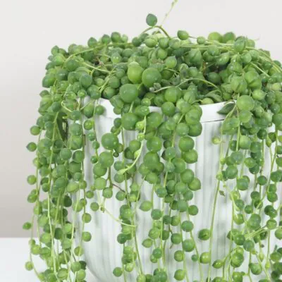 Starcek Senecio rowleyanus string of pearls plantizia