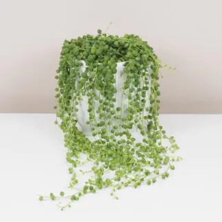 Starcek Senecio rowleyanus string of pearls plantizia