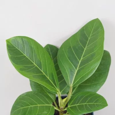 ficus altissima