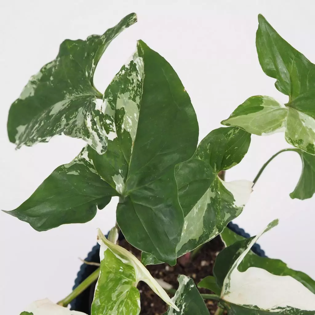 syngonium podophyllum nebo variegata