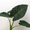 alocasia regal shields