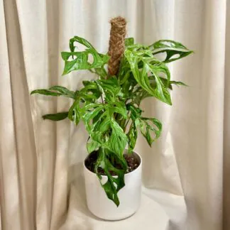 Pokojové rostliny, řasokoule a příslušenství monstera adansonii indonesiam marble
