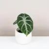 alocasia ninja