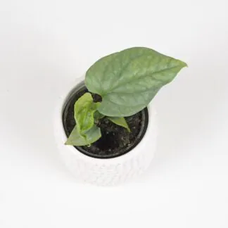 Kterou monsteru si vybrat? Top 10 druhů monster, které stojí za to znát Amydrium medium silver spiderman monstera izbova rastlina