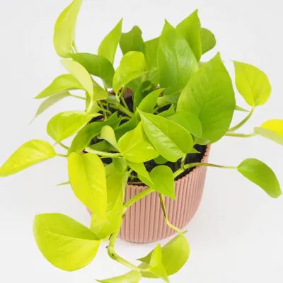 Pothos Epipremnum aureum ‘Neon’ potosovec tahava izbova rastlina