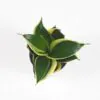 Sansevieria hahnii ‘Black Star’ malá sasevieria hahnii black star svokrine jazyky