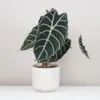 Alocasia watsoniana alocasia watsoniana velka alokazia