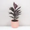 Cordyline fruticosa ‘Tango’ cordyline fruticosa tango fialova izbova rastlina