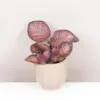 Episcia ‘Malayan Gem’ episcia malayan gem