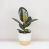 Ficus elastica ‘Robusta’ ficus elastica robusta zeleny fikus izbova rastlina