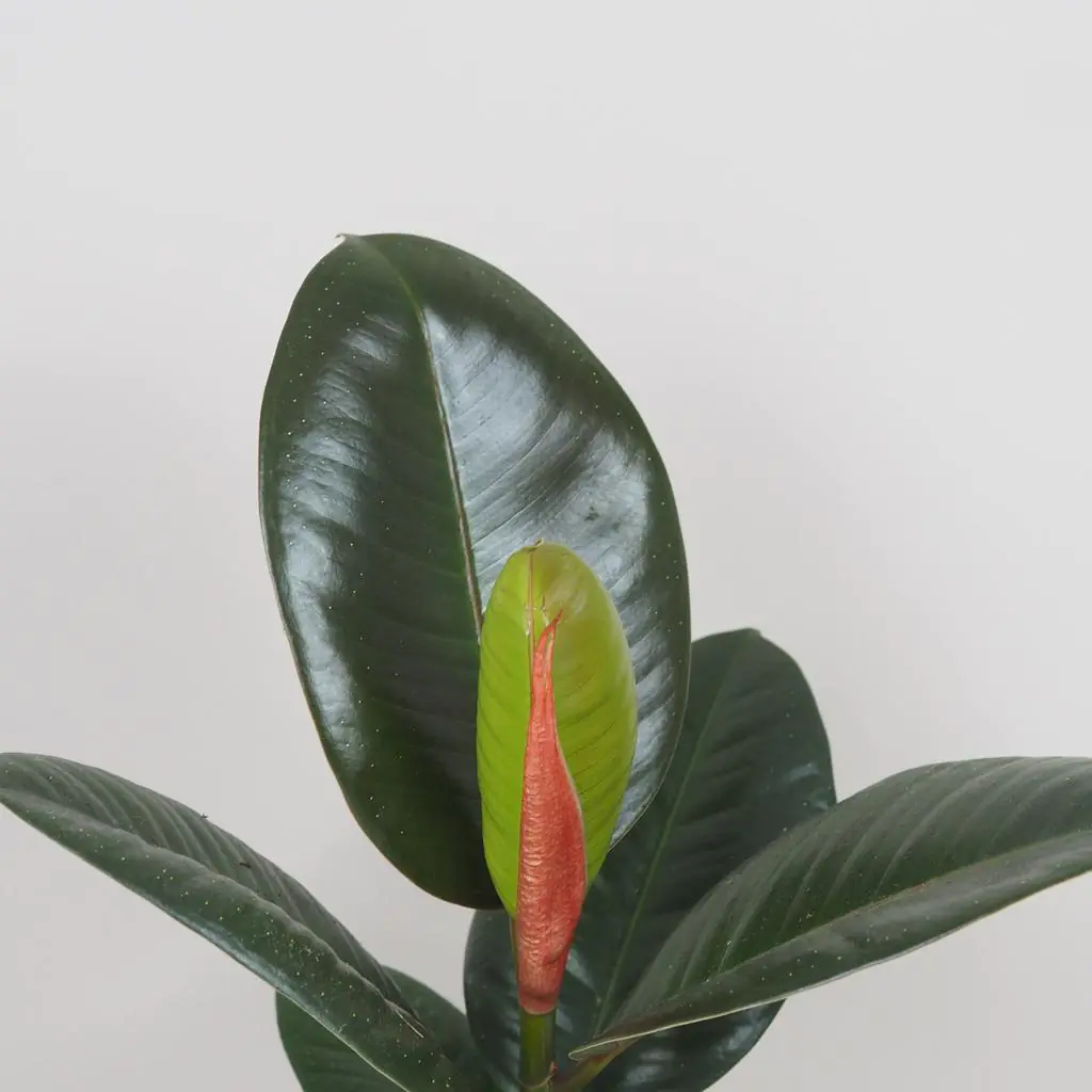 ficus elastica robusta zeleny fikus izbova rastlina