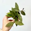 Hoya pubicalyx malá hoya pubicalyx měla voskovka