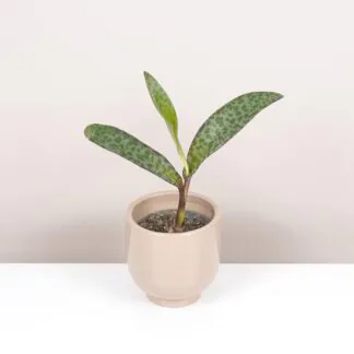 ledebouria socialis