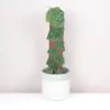 Monstera dubia monstera dubia vzacna izbova rastlina