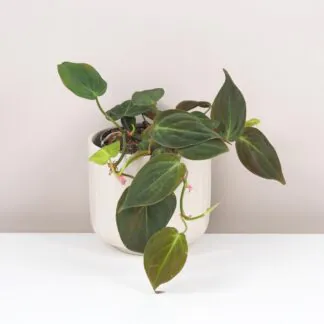 philodendron micans