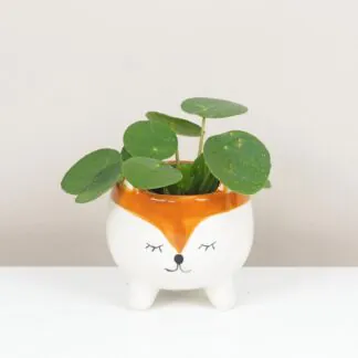 Pilea peperomioides - jak o ni pečovat, aby se jí dařilo Pilea peperomioides malá izbova rastlina plantizia
